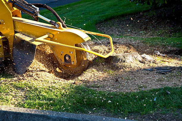 Best Tree Health Inspection  in Mattoon, IL